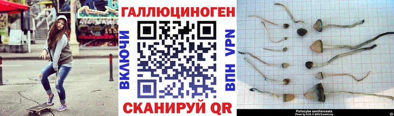 закладка  Нерехта  Галлюциногенные грибы мицелий 